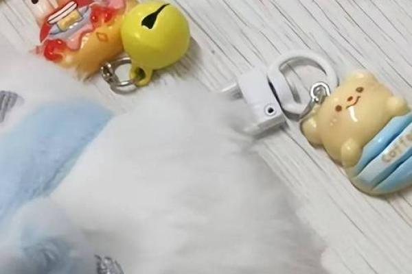 2005年男鸡的命运与性格解析：一探究竟！