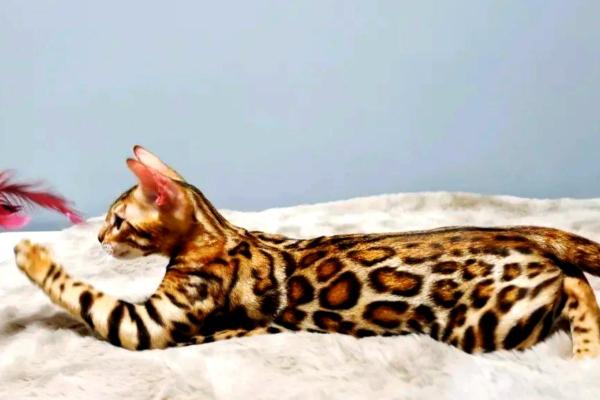 天罡命的独特魅力与性格特征探秘