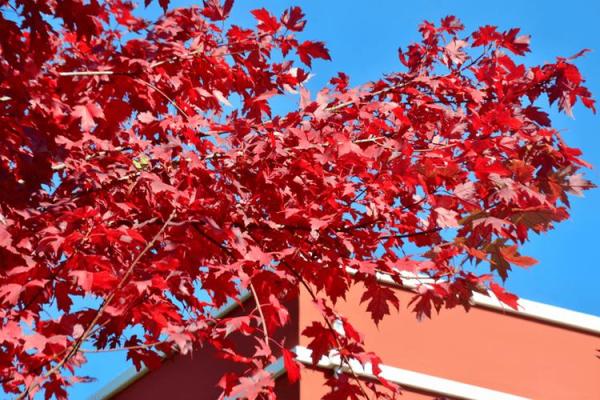 秋意渐浓：探寻秋天赋予我们的生命启示