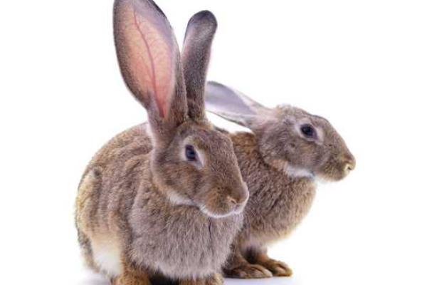 七五年兔年人：命运与性格的奇妙结合