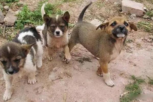 1958年土狗的命运与性格：狗年生人运势分析