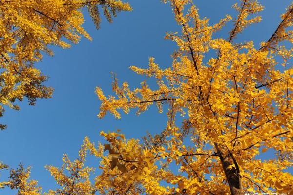 寻找合适伴侣：石榴木男命与理想女命的完美结合