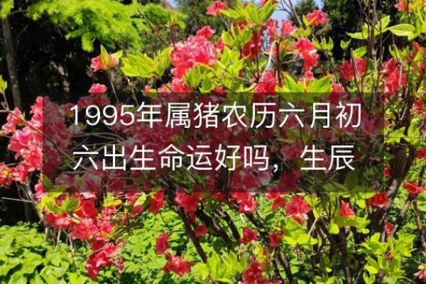 1995年出生的人命运解析：属什么命与未来发展之路