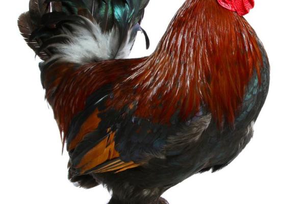 3005年属鸡女性命理解析:揭示个性与运势的秘密 3005年属鸡女性命理解析:揭示个性与运势的秘密