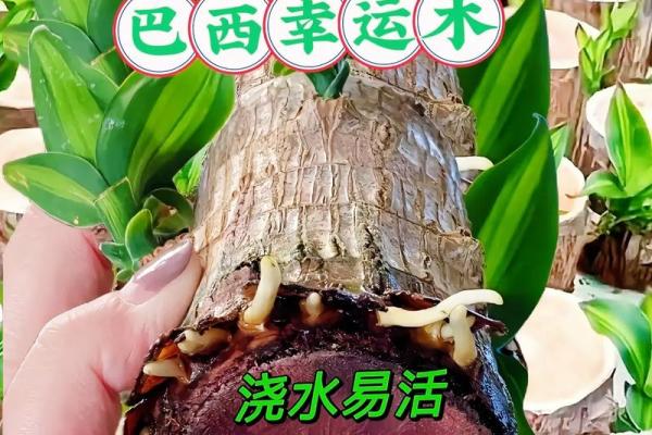 水命木命适合养什么花?让我们一起探索最佳选择! 水命木命适合养什么花?让我们一起探索最佳选择!