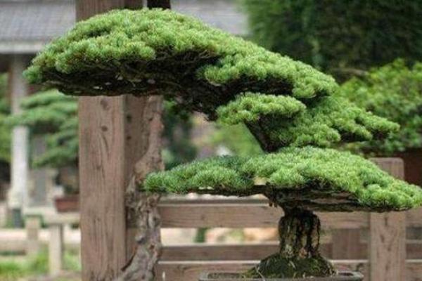 松柏木命人如何选择最合适的搭配和发展方向