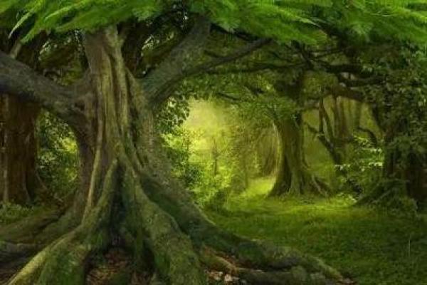 木命人:自然的恩赐与命格解读,通往成功的桥梁 木命人:自然的恩赐与命格解读,通往成功的桥梁