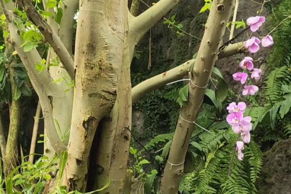 探索命运与机遇的交汇：成语背后的智慧与启示