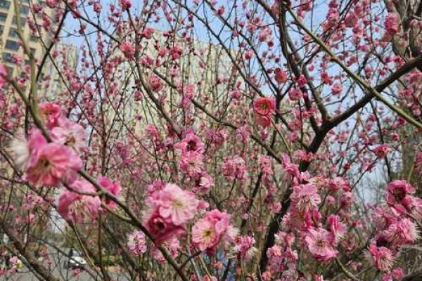 23岁属什么命：解密年轻人的命运与未来