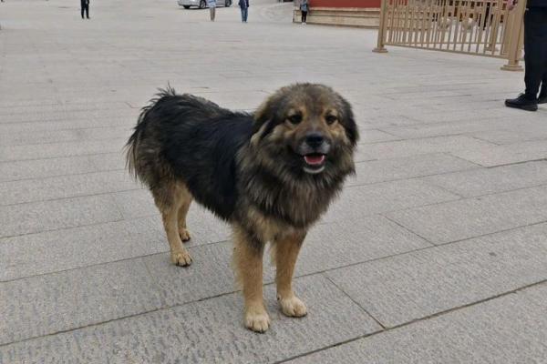 天生金贵命:灵性动物的神秘符号与生活哲学 天生金贵命:灵性动物的神秘符号与生活哲学