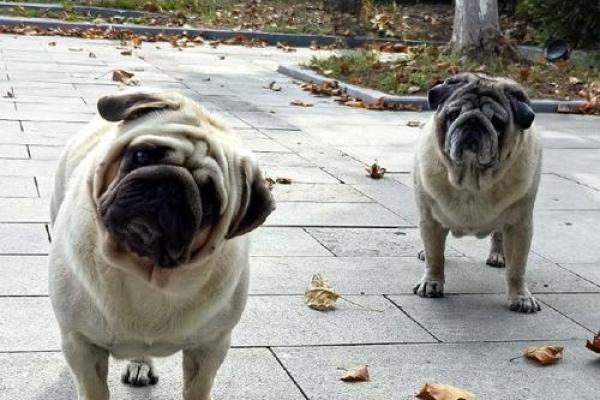 2018年狗宝命运解析:如何挖掘其独特的命理机会与挑战 2018年狗宝命运解析:如何挖掘其独特的命理机会与挑战