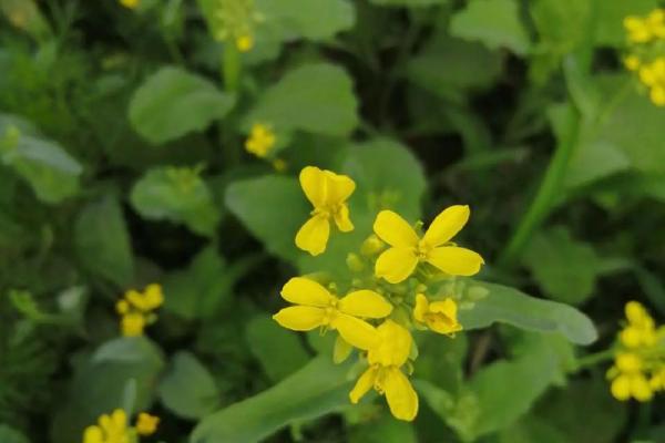 命局相生有情：探寻命理之美与人生的智慧