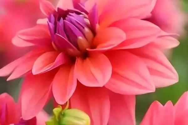 探秘38颗牙齿的命运之谜:从口腔到人生的奥秘解读 探秘38颗牙齿的命运之谜:从口腔到人生的奥秘解读