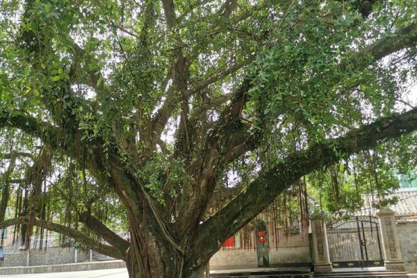 1966年出生的木命人：命运之树与人生哲学