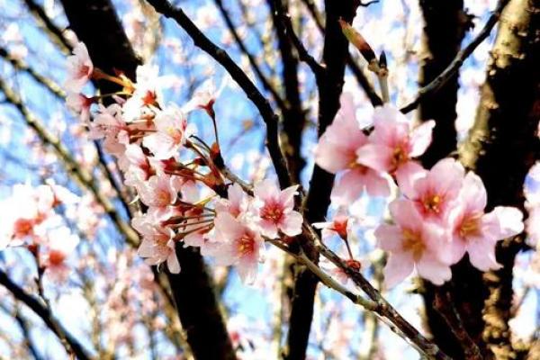 走出阴霾，展现自我：关于“什么颜什么命”的人生启示