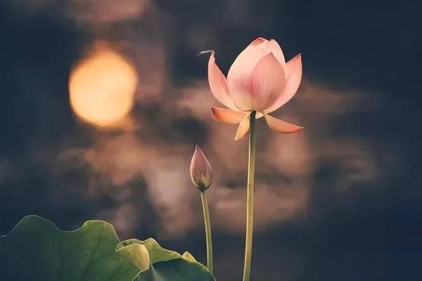 1978年出生的土命人：土元素的力量与命运之道