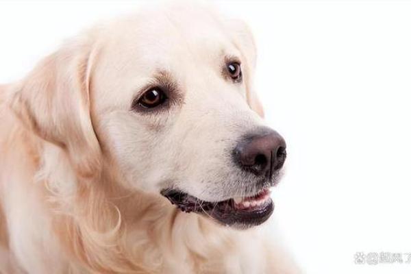 1993年出生的男属狗,命理解析与人生轨迹的宝典 1993年出生的男属狗,命理解析与人生轨迹的宝典