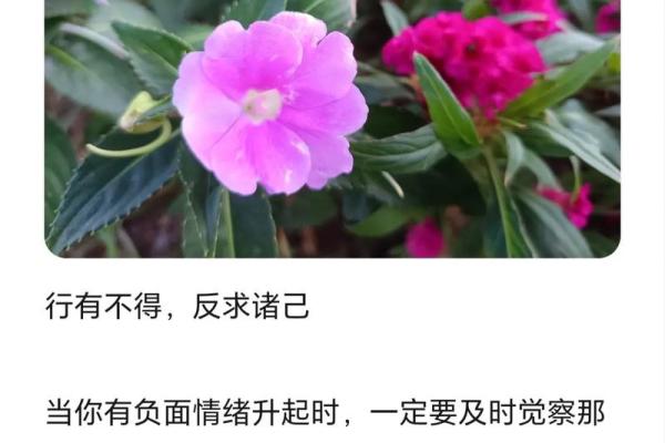 揭秘金命者的相克之道：如何提升运势？