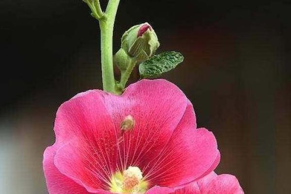 海水命的人适合养哪些花?揭秘海水命的花卉搭配秘诀! 海水命的人适合养哪些花?揭秘海水命的花卉搭配秘诀!