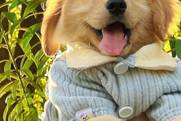 199年出生的狗：命运与性格解析，揭秘生活中的忠诚伴侣