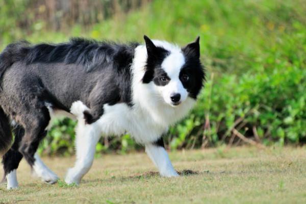 199年出生的狗：命运与性格解析，揭秘生活中的忠诚伴侣