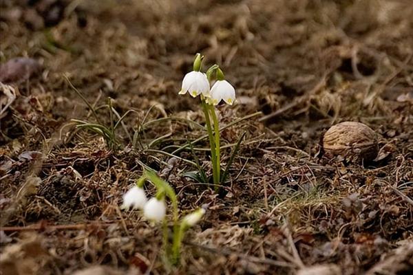 解析19980317出生命理，探索你的命运之钥