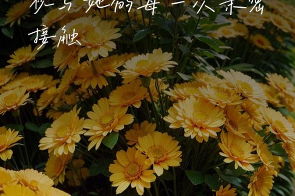 探寻生命的奥秘：什么是生，什么是命？