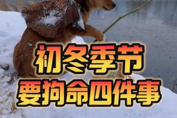 2006年狗年出生的你，注定有着不平凡的命运！