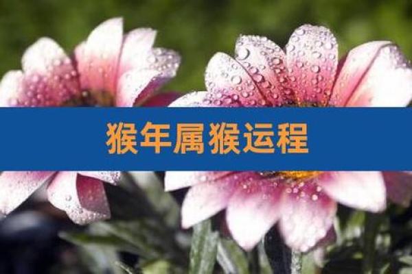 1980年出生的猴年命：命运与运势的深度解析
