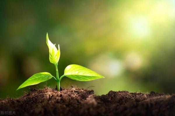 以命换命:探索生命之间的奇妙关系与方法 以命换命:探索生命之间的奇妙关系与方法