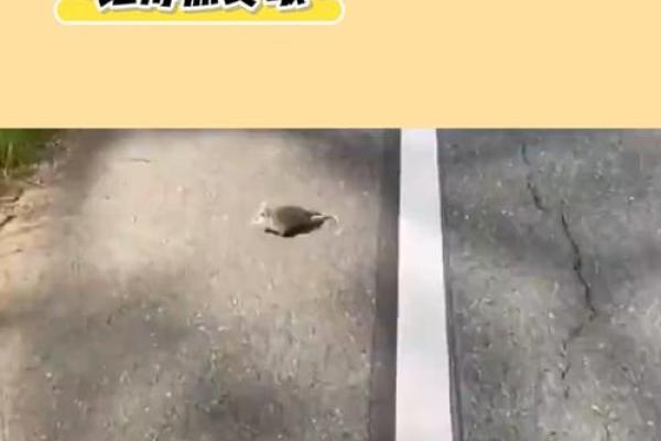 2008年小鼠命运之谜：探索科学与自然的奇妙交织