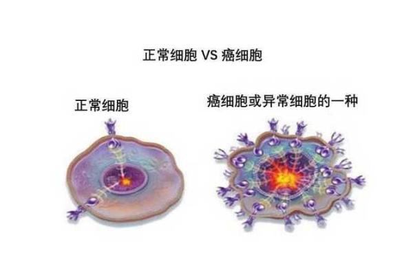 探索山头火命的奥秘与意义：命理中的智慧之光