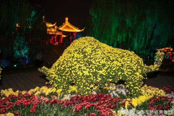 什么叫菊花命？揭开女性命运的神秘面纱！