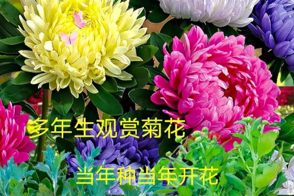 种什么菊花最旺夫命，助你家庭和谐美满！