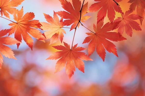 92属猪10月出生的人命运解析：探寻性格与人生轨迹