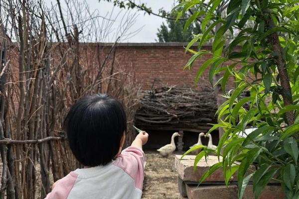 2016羊宝宝的命运解析：如何提升运势与幸福感