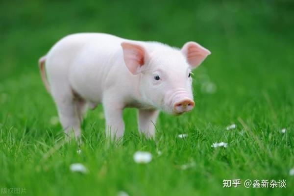 92属猪10月出生的人命运解析：探寻性格与人生轨迹