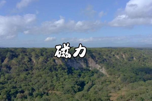 探秘命理：木命与金命的奥秘及其生活影响