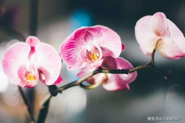 深入解析命盘胎命身的内涵与启示
