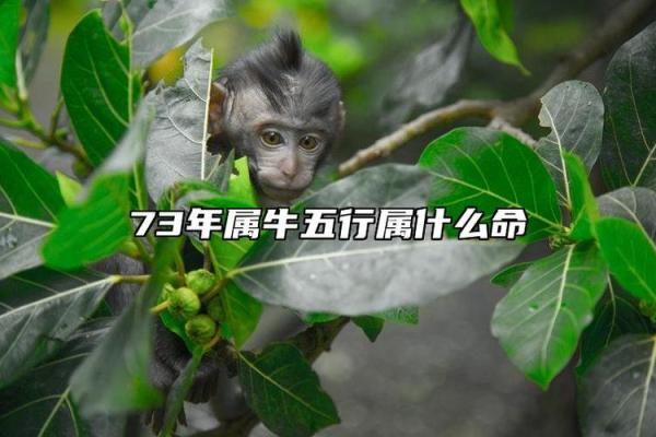 73年出生的朋友：揭秘你的五行命运与个性特点