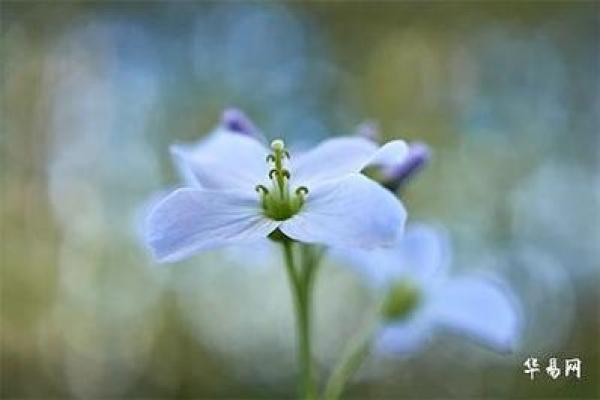 深入解析：女性命理中的“离命”寓意与影响