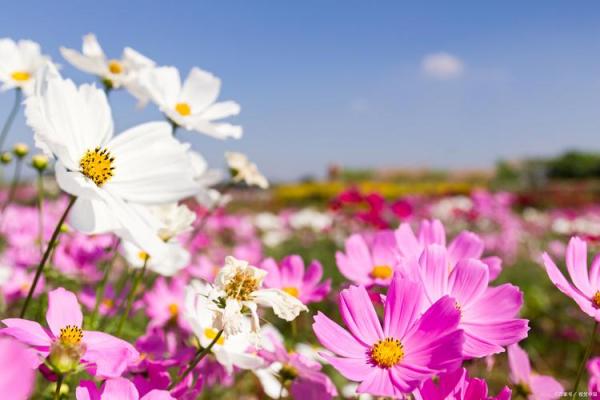 探索19850204出生的命运与人生之路