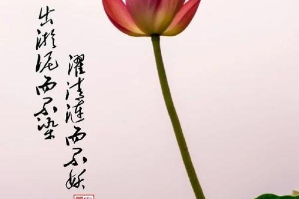 11月22日出生的人：独特命理与人生旅程的揭示