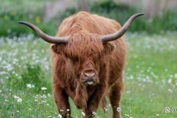 2021年是什么年？解析牛年与命运的关联与启示