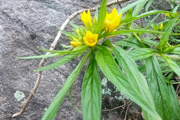 观音点垂青：命运的指引与生命的选择