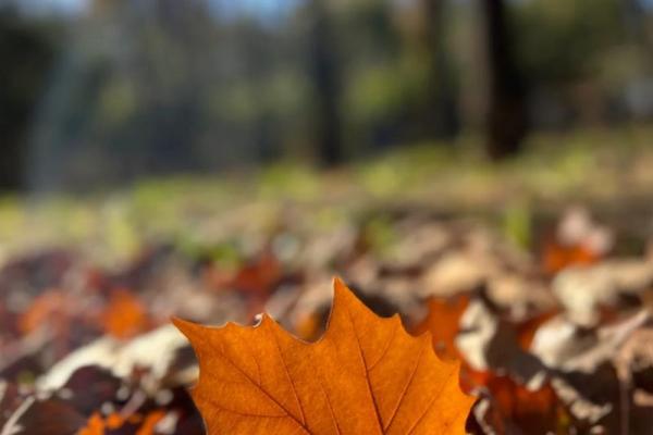 许地山《命命鸟》：生命的无常与追寻真谛的勇气