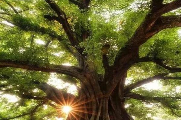 甲木命盘最佳配对：探寻命理的和谐与平衡