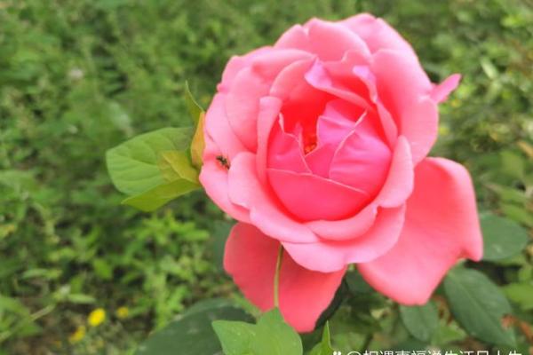 1999年属兔人的性格与命运解析：幸福与挑战并存的生活之旅