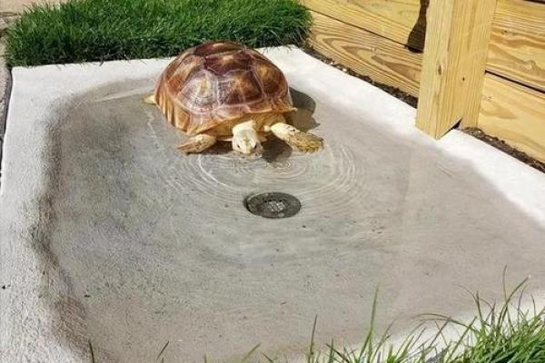 土命与金命之人适合养的动物推荐与解析