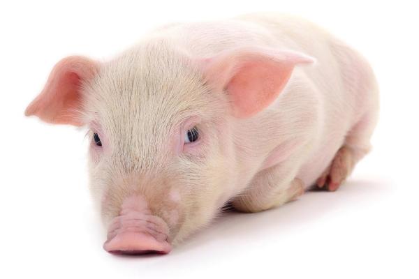 1983年出生的猪年命运与性格解析